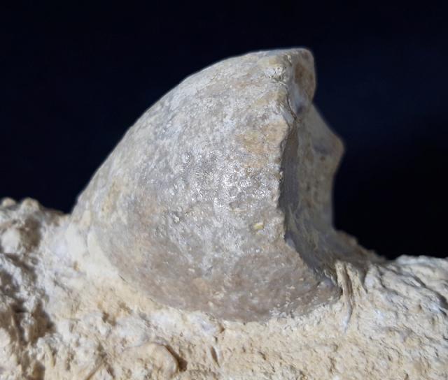 Apiocrinus parkinsoni (SCHLOTHEIM 1820) - Bild &copy; FossNet FossilienStore